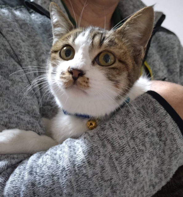 同居のペットは猫がいます